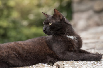 Domestic black cat is laying on the stone wall	