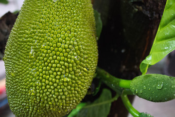 Jack fruit, The jackfruit under its tree, young jack fruits on tree, Jackfruit Tree and Jackfruit native to Asia and largely grown and appreciated in thailand