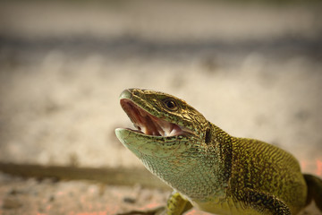 portrait of angry green lizard