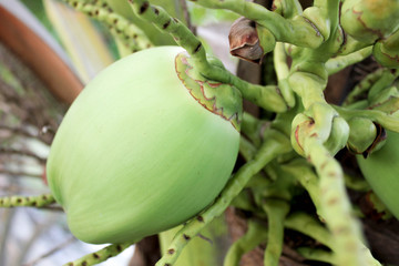 Coconut, Small Young coconut fruit with bunches on trees, young coconut on palm tree, Coconut in the field, green coconut on coconut tree