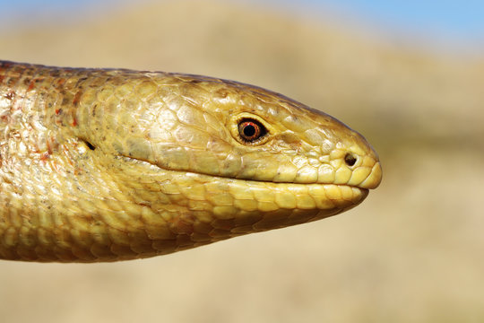 portrait of sheltopusik