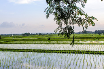 Rice fields
