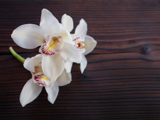 white Orchid on a dark background