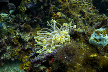 Anemone in a reef