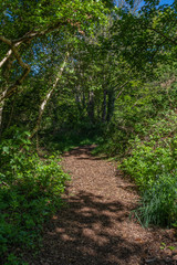 Fototapeta na wymiar woodland path through forest