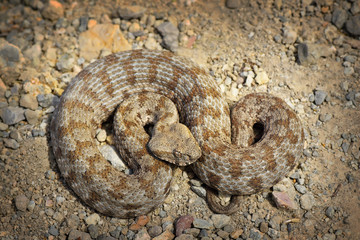 rarest european viper in Milos island