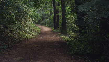 Dirt road through the forest