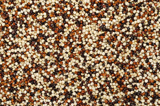 Mixed quinoa seeds, surface, from above. Background. Pseudocereal. Yellow, red and black fruits of grain crop Chenopodium quinoa. Flowering plant in Amaranth family. Food photo, closeup, from above.