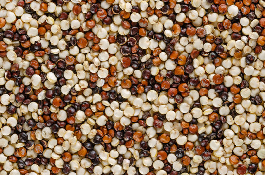 Mixed quinoa seeds, macro photo, from above. Pseudocereal. Yellow, red and black fruits of grain crop Chenopodium quinoa. Flowering plant in the Amaranth family. Food photo, close up, top view.