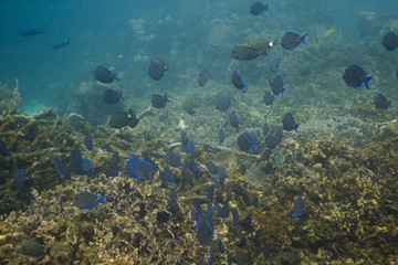Fototapeta na wymiar School of blue tang fish