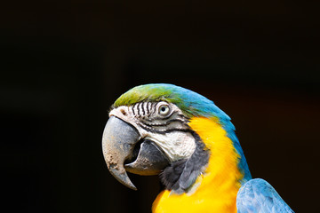 コンゴウインコ