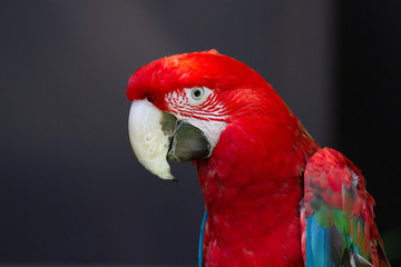 インコ