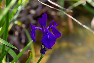 菖蒲
