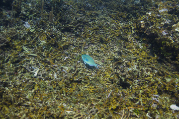 Fototapeta na wymiar Lonely parrotfish with dead coral