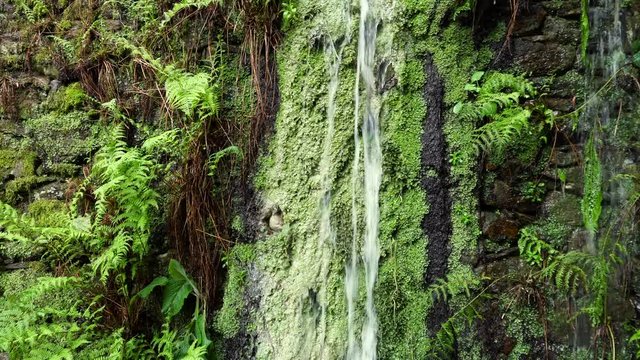 Small waterfall in a green nature stone wall.