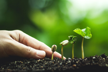 Coffee tree Growing Planting seeds In nature rainy season
