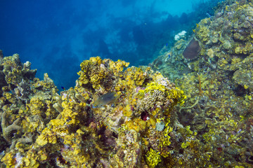 Naklejka na ściany i meble Beaugregory in a reef