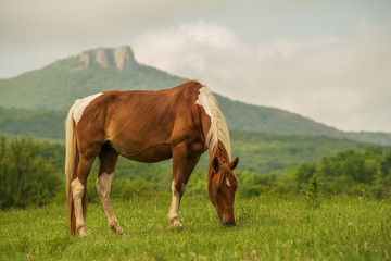 Horse grazing in the meadow against the backdrop of the mountains.
