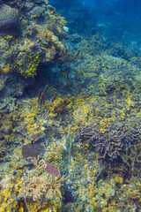 Naklejka na ściany i meble Atlantic coral reef