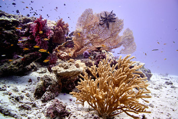 Fototapeta premium Coral reef