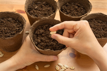 hands of gardener planting seeds in the peat pot