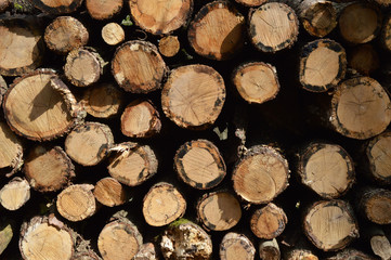 A lot of wooden circles in forest