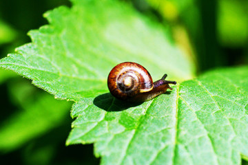 Snail with a house on his back crawling on a green sheet.