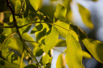 Walnut leaves on the branch