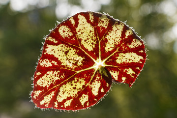 Leaves of house flowers