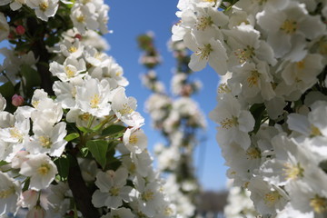 White flowers with a blue sky #1