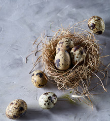 Obraz premium Conceptual still-life with quail eggs in hay nest over grey background, close up, selective focus