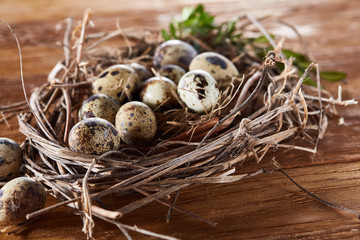 Obraz premium Willow nest with quail eggs on the dark wooden background, top view, close-up, selective focus