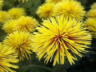 Yellow Spider Mums Flower,DB Chispa.