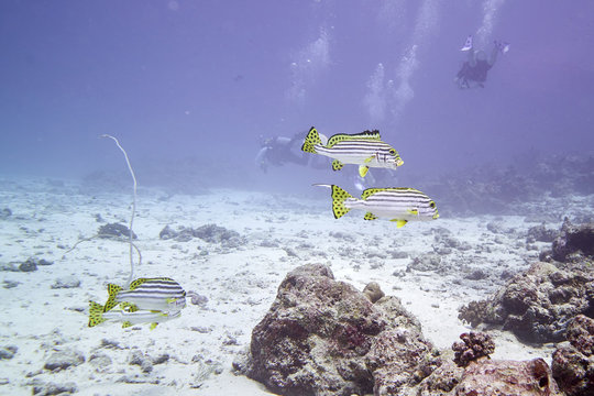 Yellow-banded Sweetlips