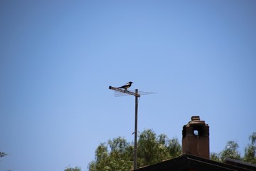 Foto di uccelli su di una antenna