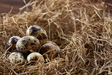 Conceptual still-life with quail eggs in hay nest, close up, selective focus