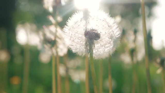 Dandelion seeds blown in the wind. Green Grass in Spring Park