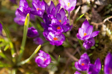Obraz na płótnie Canvas Purple crocuses on a sunny day