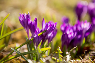 Purple crocuses on a sunny day