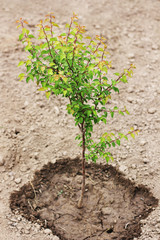 Tree of apricots. Apricot