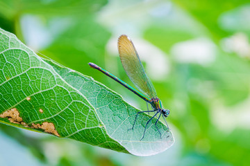 Dragonfly on the leaf