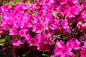 Beautiful blooming pink rhododendron in the garden