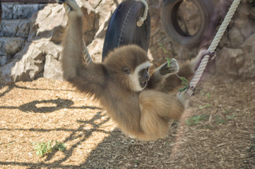 hairy monkey in the zoo