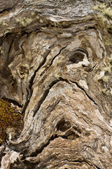 Abstract depiction of a face in a tree trunk