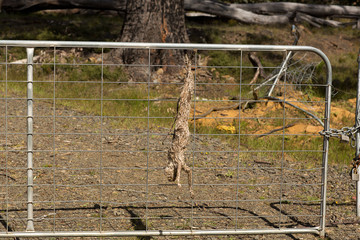 Feral cat carcass on a gate © Steve Lovegrove