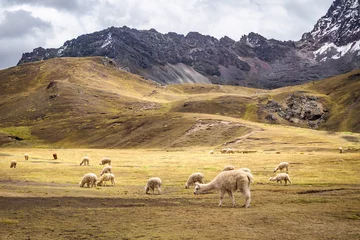 Fotobehang Vinicunca The wild alpacas in Rainbow Mountain - Peru