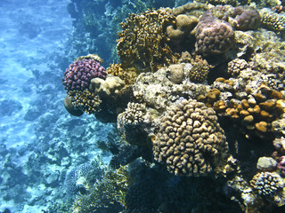Naklejka na ściany i meble Coral reef in Red sea, Sharm el-Sheikh