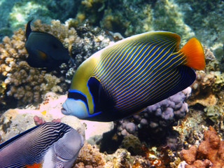 Fototapeta na wymiar Emperor angelfish and reef