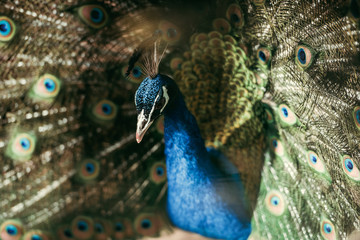 Obraz premium close up view of beautiful peacock with colorful feathers at zoo