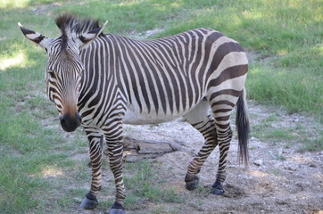 Zebra